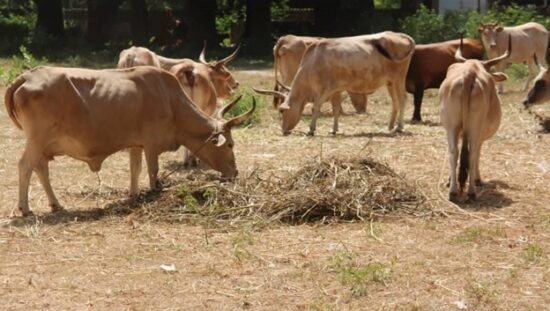 Police charged D5,000 for arrested cattle