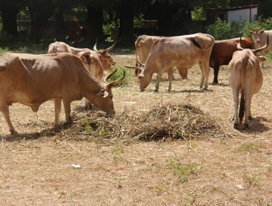 Police charged D5,000 for arrested cattle