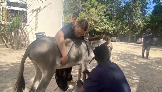 Gambia Horse and Donkey Trust (GHDT) Veterinaries seek partnership with Gambia scientists to curb flystrike on animals