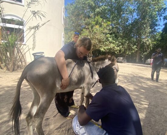 Gambia Horse and Donkey Trust (GHDT) Veterinaries seek partnership with Gambia scientists to curb flystrike on animals