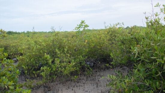 Protecting Biodiversity and Mitigating Climate Change Impacts in The Gambia Through Conservation of Mangrove Swamps