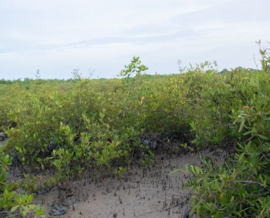 Protecting Biodiversity and Mitigating Climate Change Impacts in The Gambia Through Conservation of Mangrove Swamps