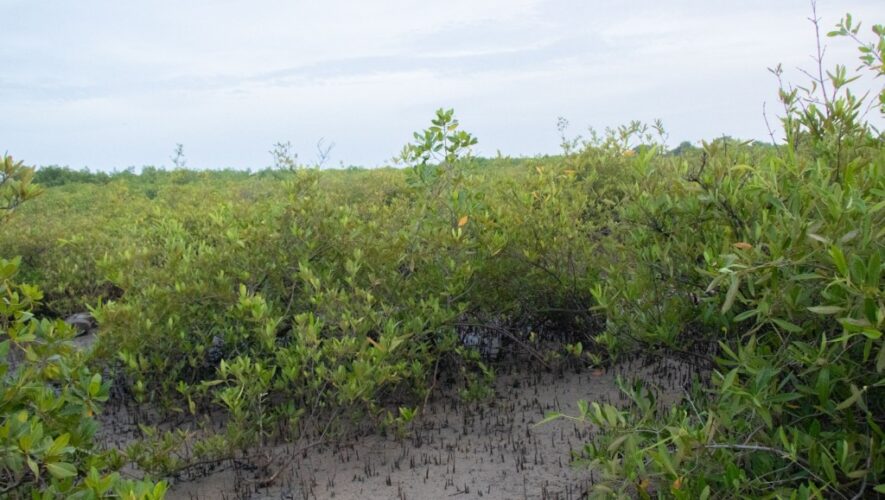 Protecting Biodiversity and Mitigating Climate Change Impacts in The Gambia Through Conservation of Mangrove Swamps