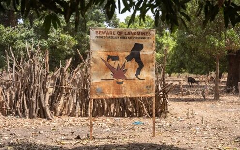 Gambian traffickers continue rosewood trade despite the ban