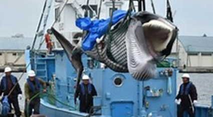 Gambia and Others are Facing Backlash for Backing a Proposal to Commercialize Whaling