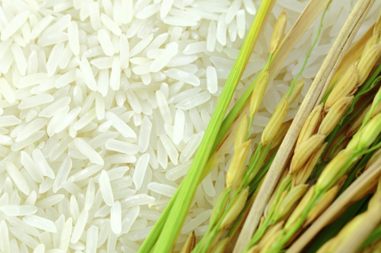 Gambia Will Receive M in Funding for Rice