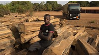 Global-hardwood-demand-significantly-impacts-The-Gambia's-revenue