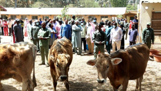 Gambia-dairy-industry-modernization