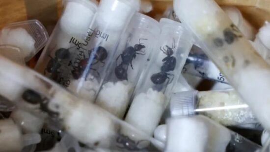 Wildlife-trafficking-Kenya