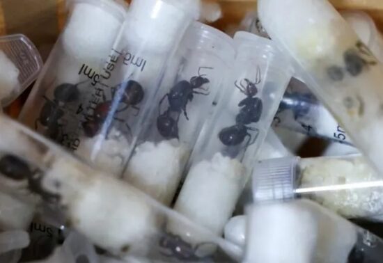 Wildlife-trafficking-Kenya