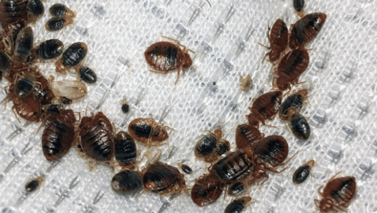 Bed-bug-outbreak-in-Zimbabwe