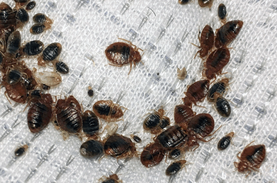 Bed-bug-outbreak-in-Zimbabwe