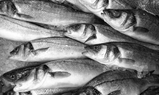 Senegal-Fishmeal-Overfishing