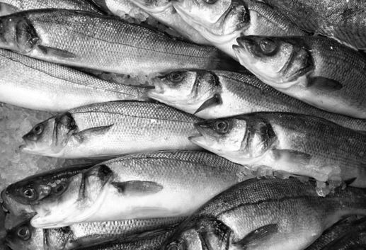 Senegal-Fishmeal-Overfishing