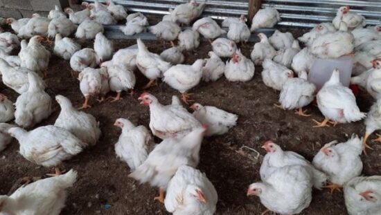 STEPS-poultry-project-canceled-in-Lesotho