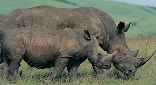 Rhino-poaching-in-South-Africa