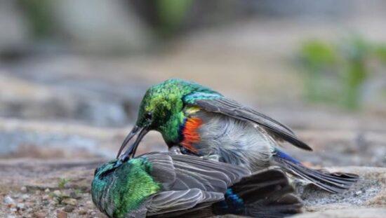Southern-Double-collared-Sunbird-battle