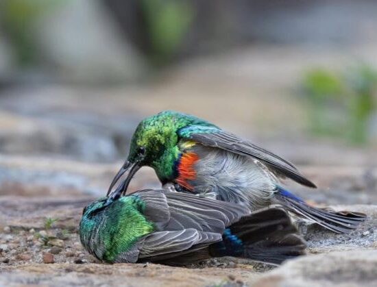 Southern-Double-collared-Sunbird-battle