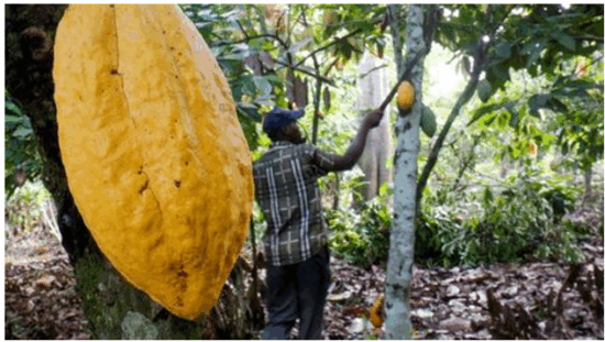 Ivory-Coast-cocoa-crop-risks