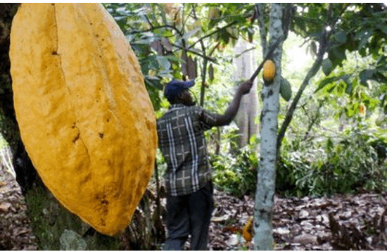 Ivory-Coast-cocoa-crop-risks