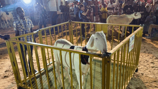 Ladoum-sheep-pageant-Senegal