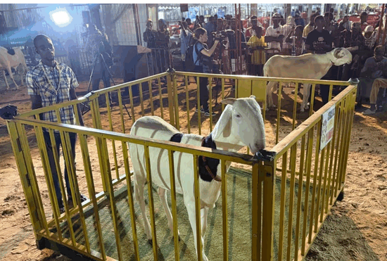 Ladoum-sheep-pageant-Senegal