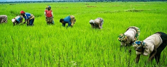 Rice-Self-Sufficiency-Training