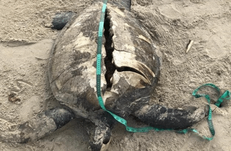 Gambia-Turtle-Bycatch
