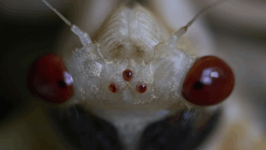 An-adult-periodical-cicada