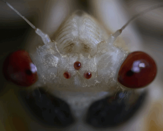 An-adult-periodical-cicada