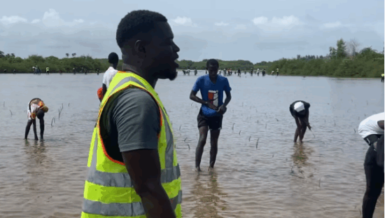 Mangrove-Restoration