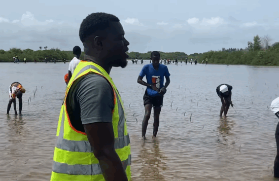 Mangrove-Restoration