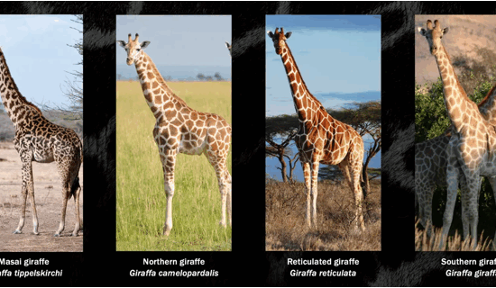Giraffe-Species-Conservation
