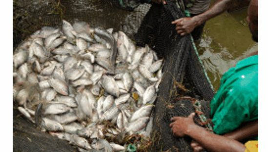 African-inland-fisheries-AfDB-review