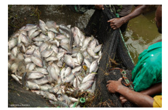 African-inland-fisheries-AfDB-review