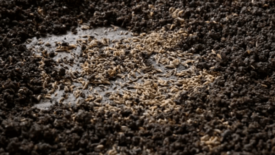 Benin-Black-Soldier-Fly-Fertilizer