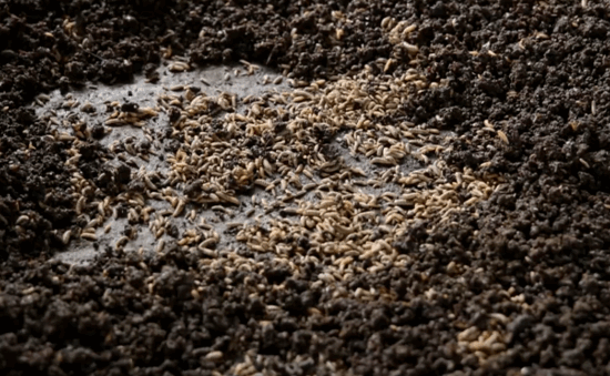 Benin-Black-Soldier-Fly-Fertilizer