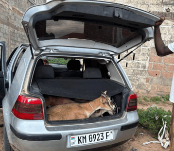 Gambia-livestock-theft-in-Jabang