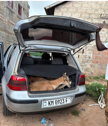 Gambia-livestock-theft-in-Jabang