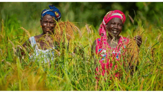 GAFSP-AfDB-agro-inputs-facility