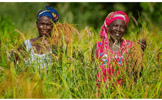 GAFSP-AfDB-agro-inputs-facility